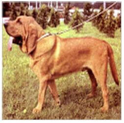 anglický farbiar (bloodhound)